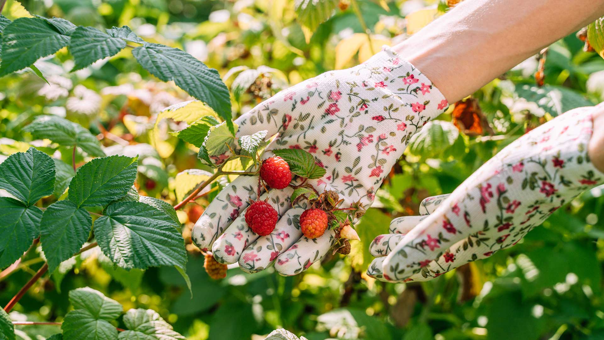 person wearing gardening gloves with raspberry plants