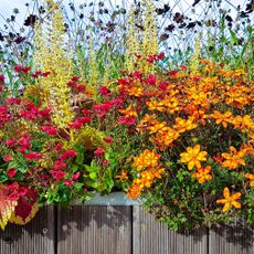 plants for balcony growing in mixed floral display