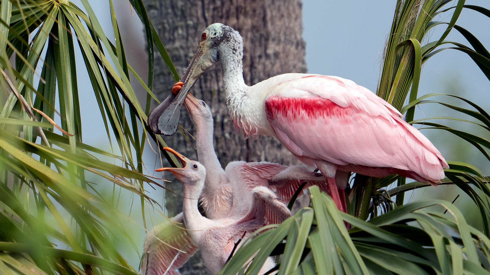 Spoonbill chicks beg their parent for food at a nest in the Orlando Wetlands in Christmas, Florida, USA