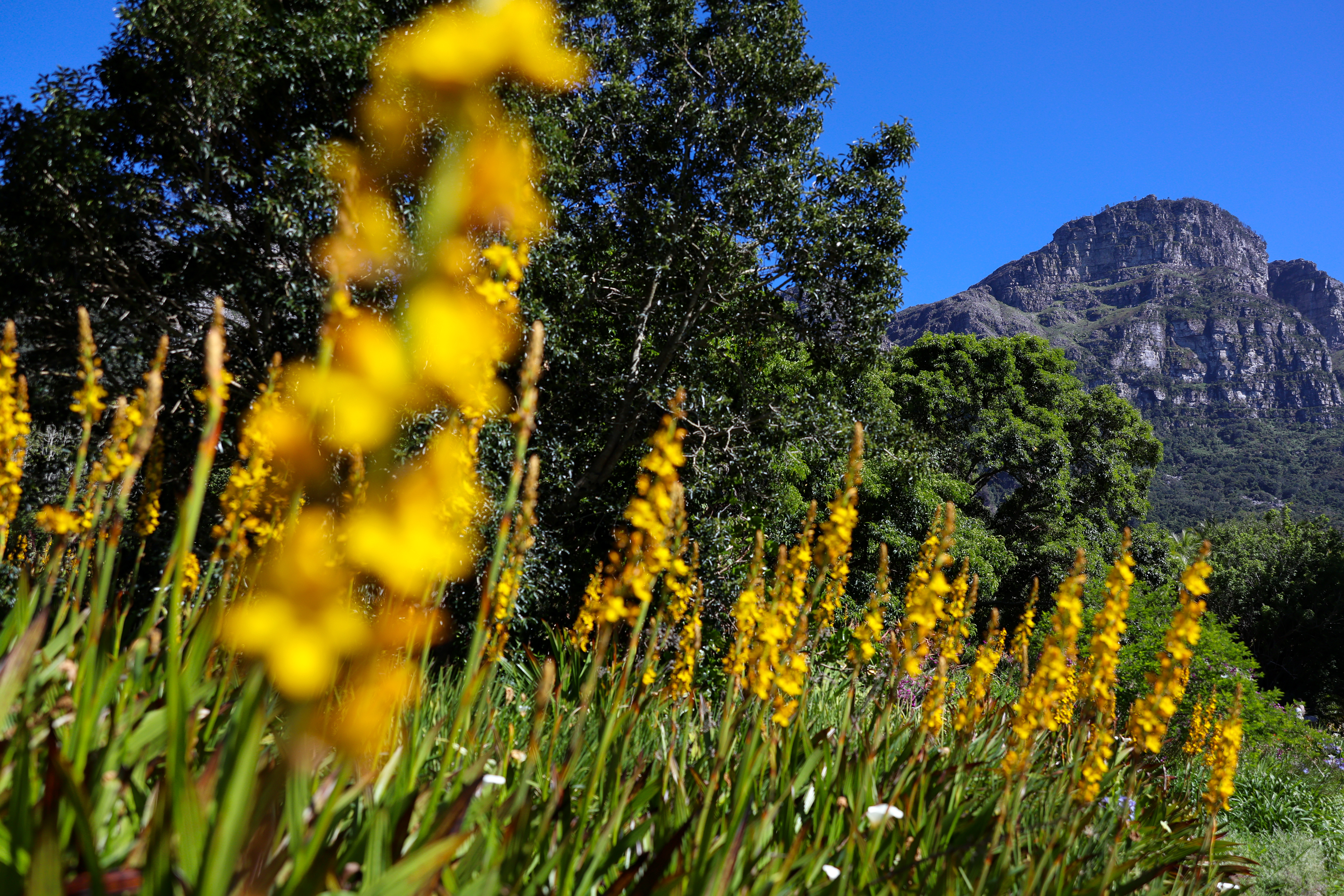 Yellow wildflowers in front of Table Mountain