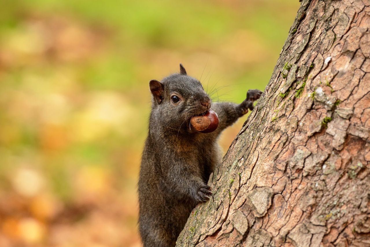 PICTURE OF THE DAY: Black squirrels are rarer than their grey cousins — especially in Britain — but otherwise pretty much identical.