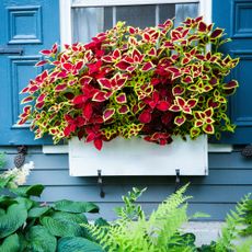 windowbox full of coleus with hydrangea bush and ferns