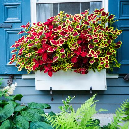windowbox full of coleus with hydrangea bush and ferns