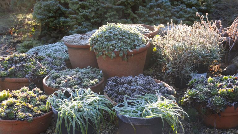 looking after winter pots for January gardening jobs