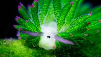 Pictures by a bank clerk with a passion for scuba diving shows a bright green sea slug grazing on tiny sea plants commonly known as algae just like the sheep we are so familiar with loves to munch on grass.