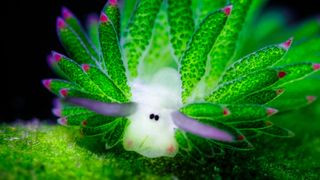 Pictures by a bank clerk with a passion for scuba diving shows a bright green sea slug grazing on tiny sea plants commonly known as algae just like the sheep we are so familiar with loves to munch on grass.