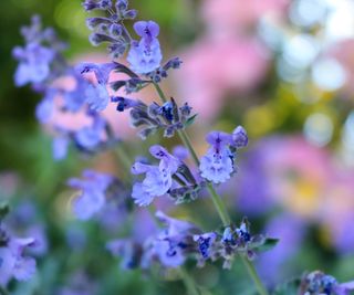 blue Nepeta (catmint) flowers