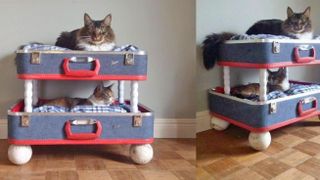 Double bunk cat bed made from denim blue colored suitcases with red trim. One tabby cat lying in bottom bunk and one tabby cat lying in top bunk looking at camera.
