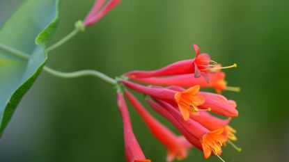Coral honeysuckle, or Lonicera sempervirens, a North American native vine with orange, yellow and red trumpet flowers