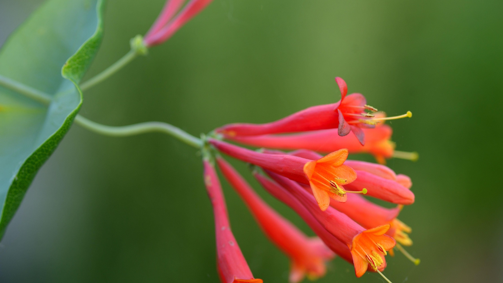 Coral honeysuckle, or Lonicera sempervirens, a North American native vine with orange, yellow and red trumpet flowers