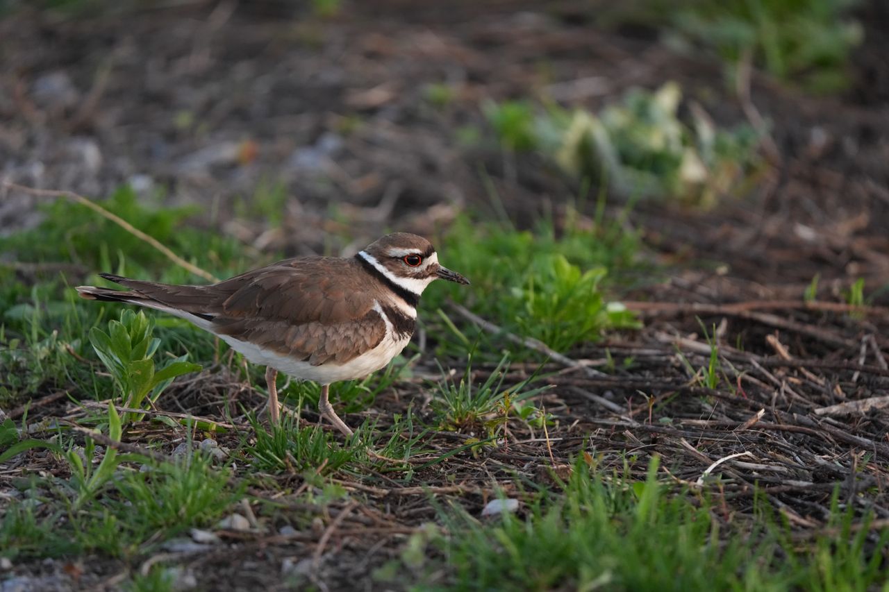 Wildlife images shot on the Sony A7R VI, unedited JPEG with slight resize to 7K pixels wide for web upload