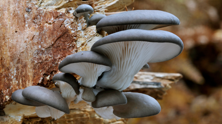 Oyster mushrooms growing on tree trunk.