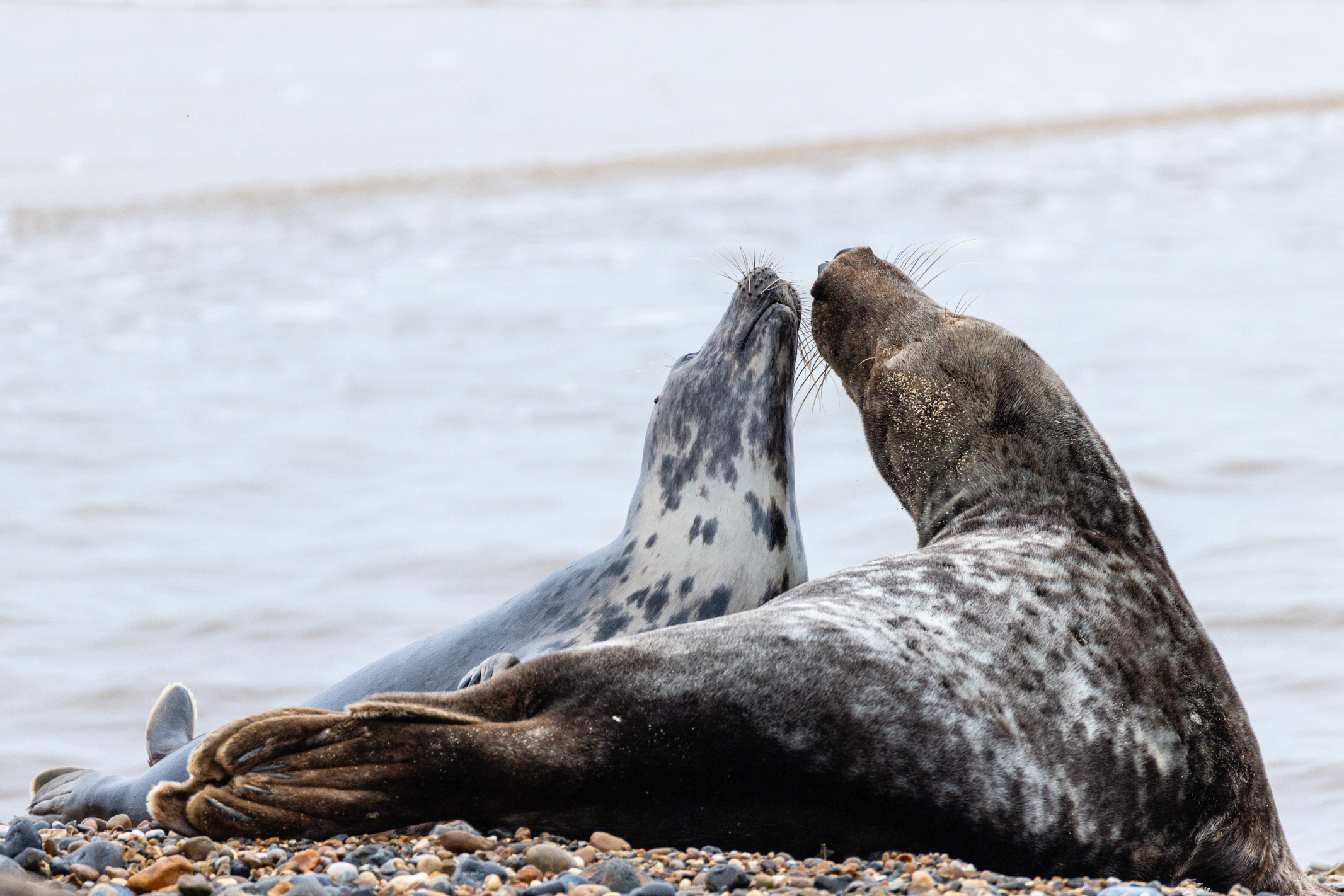 Seal on a beach shot with the Canon EOS R1 and 200-400mm lens