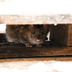 Tips on how to keep mice out of your house also apply to rats like this one hiding under floor