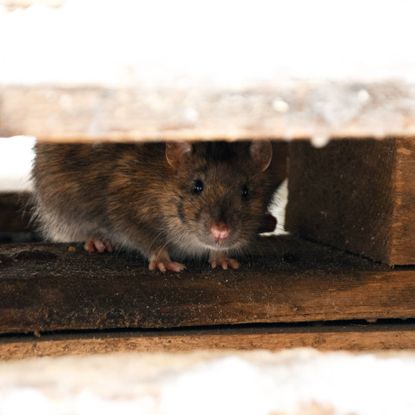 Tips on how to keep mice out of your house also apply to rats like this one hiding under floor