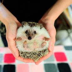 hedgehog with hand in pygmy hedgehog