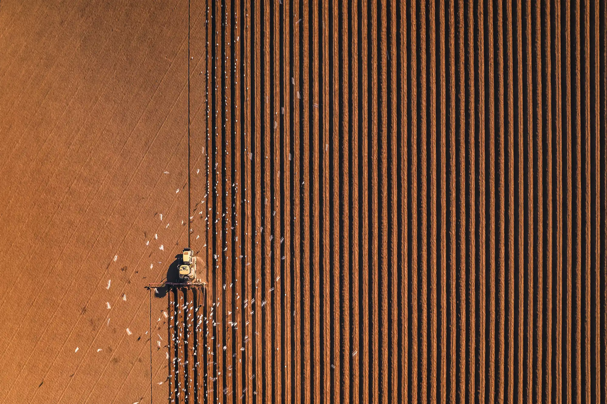 DCM312.photo_skills_extra.PotatoRidging