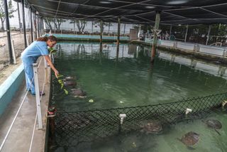 A worker at The Turtle Hospital in Marathon, Florida, feeds green sea turtles in their habitat