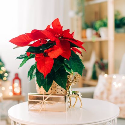 A poinsettia sits on a round table in a room decorated for the holidays