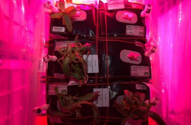 ISS Plants Not Looking Good