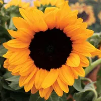 Park Seed  Vincent's Choice Sunflower Seeds (25 pack)
