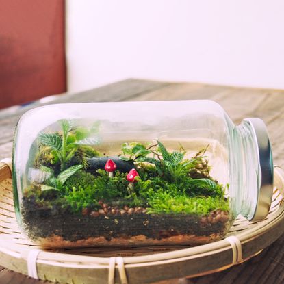 Mason jar terrarium with mini mushrooms