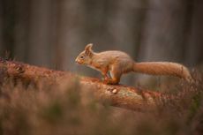 This could be you: a red squirrel running along a fallen pine tree in the Cairngorms National Park. Credit: WWF