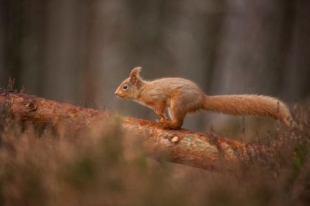 This could be you: a red squirrel running along a fallen pine tree in the Cairngorms National Park. Credit: WWF