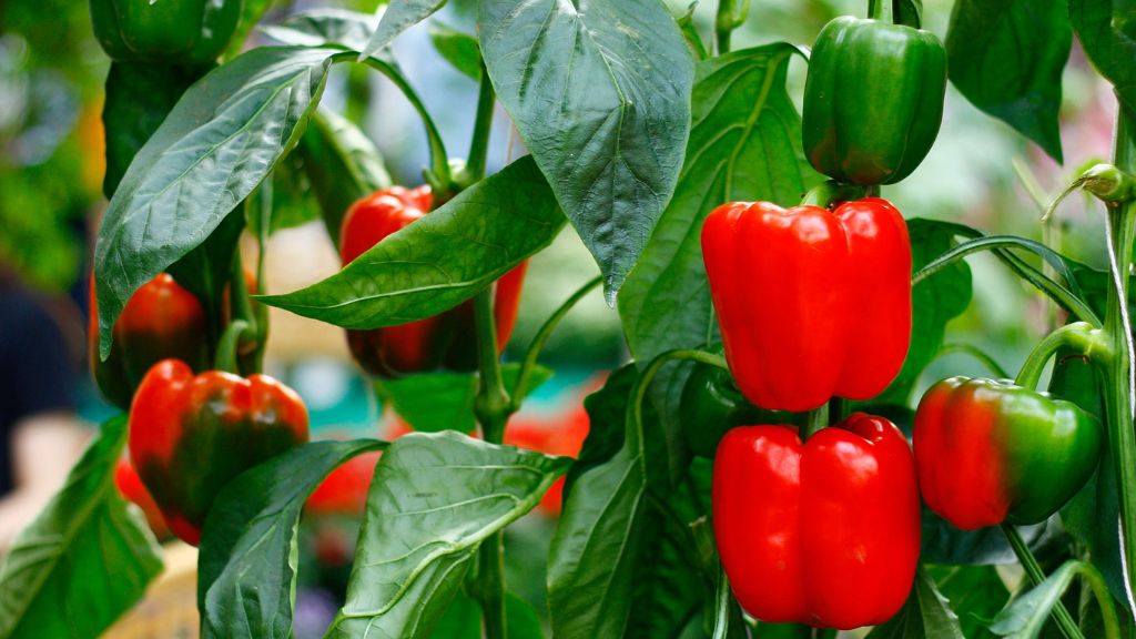 Red and green peppers on a plant