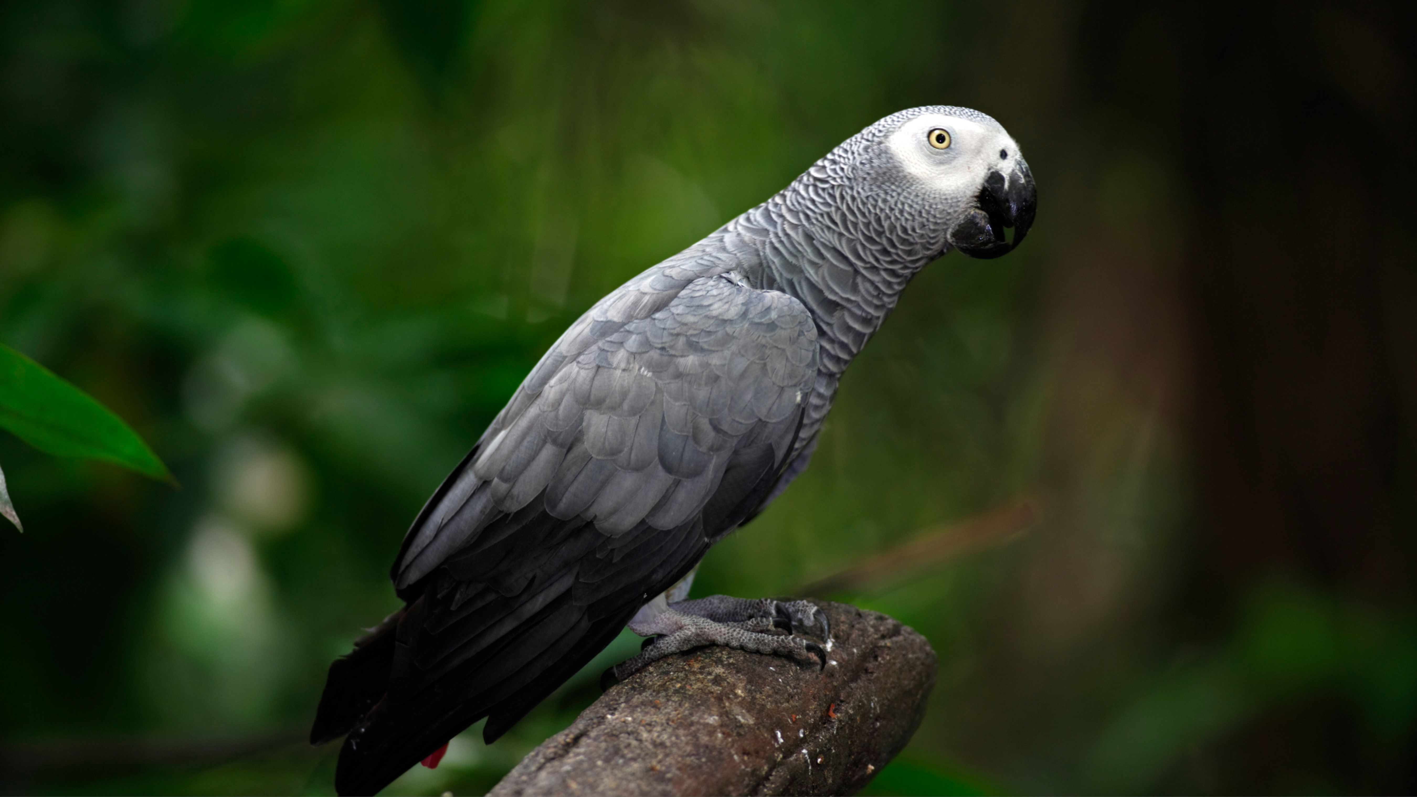 African Grey Parrot