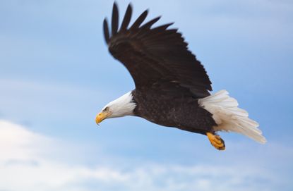 Two scouts do what they can to save a bald eagle.