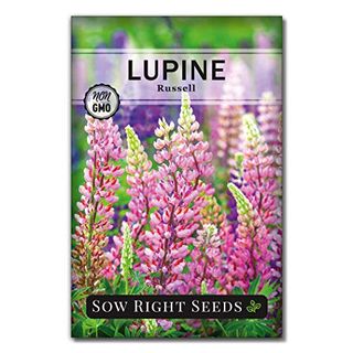 Sow Right Seeds - Russell Lupine Seeds for Planting - Non-Gmo Heirloom Packet With Instructions to Plant in Your Garden - Perennial Flower to Attract Hummingbirds and Bees - Spiked Wildflower Mix (1)