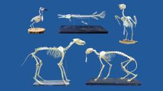 A series of animal skeletons against a blue background