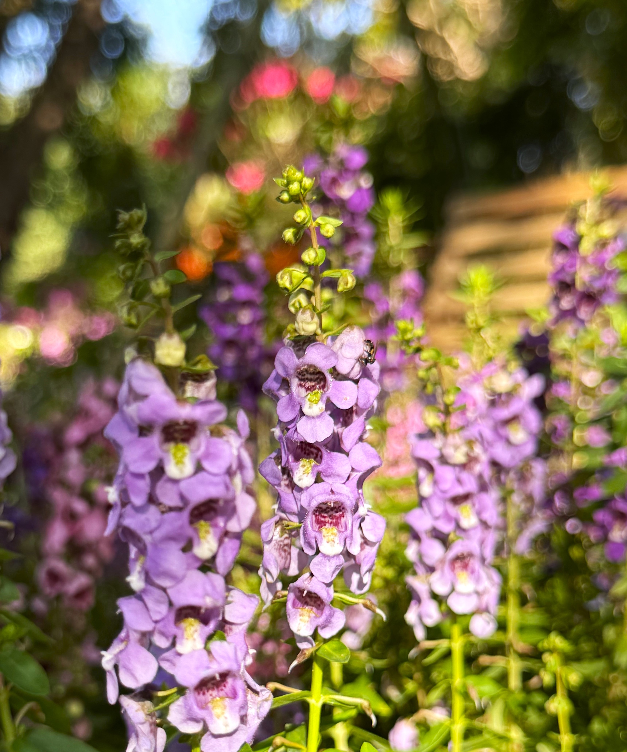 Angelonia Angustifolia