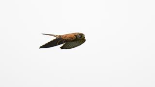 Image is a picture of a bird of prey in flight taken with the Nikkor AF-S 200-500mm f/5.6E ED VR lens