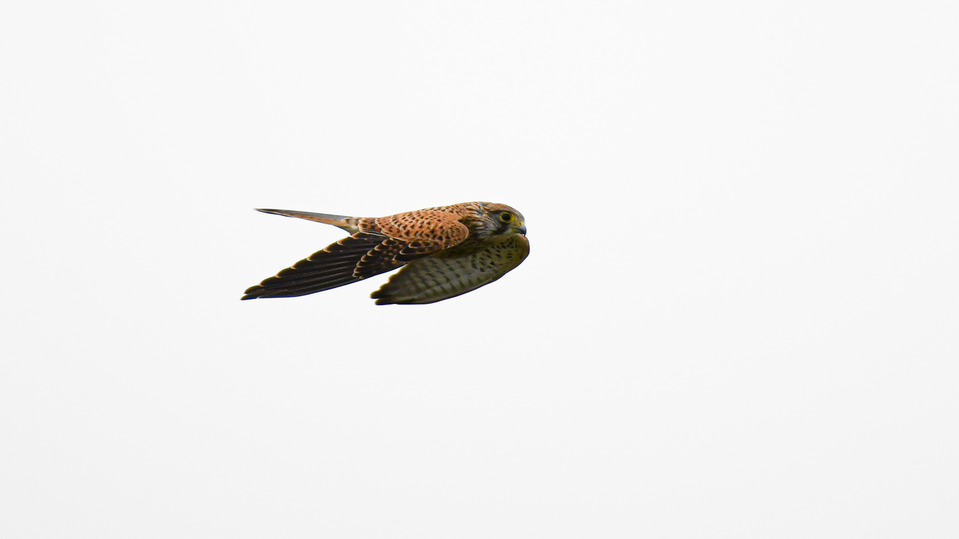 Image is a picture of a bird of prey in flight taken with the Nikkor AF-S 200-500mm f/5.6E ED VR lens