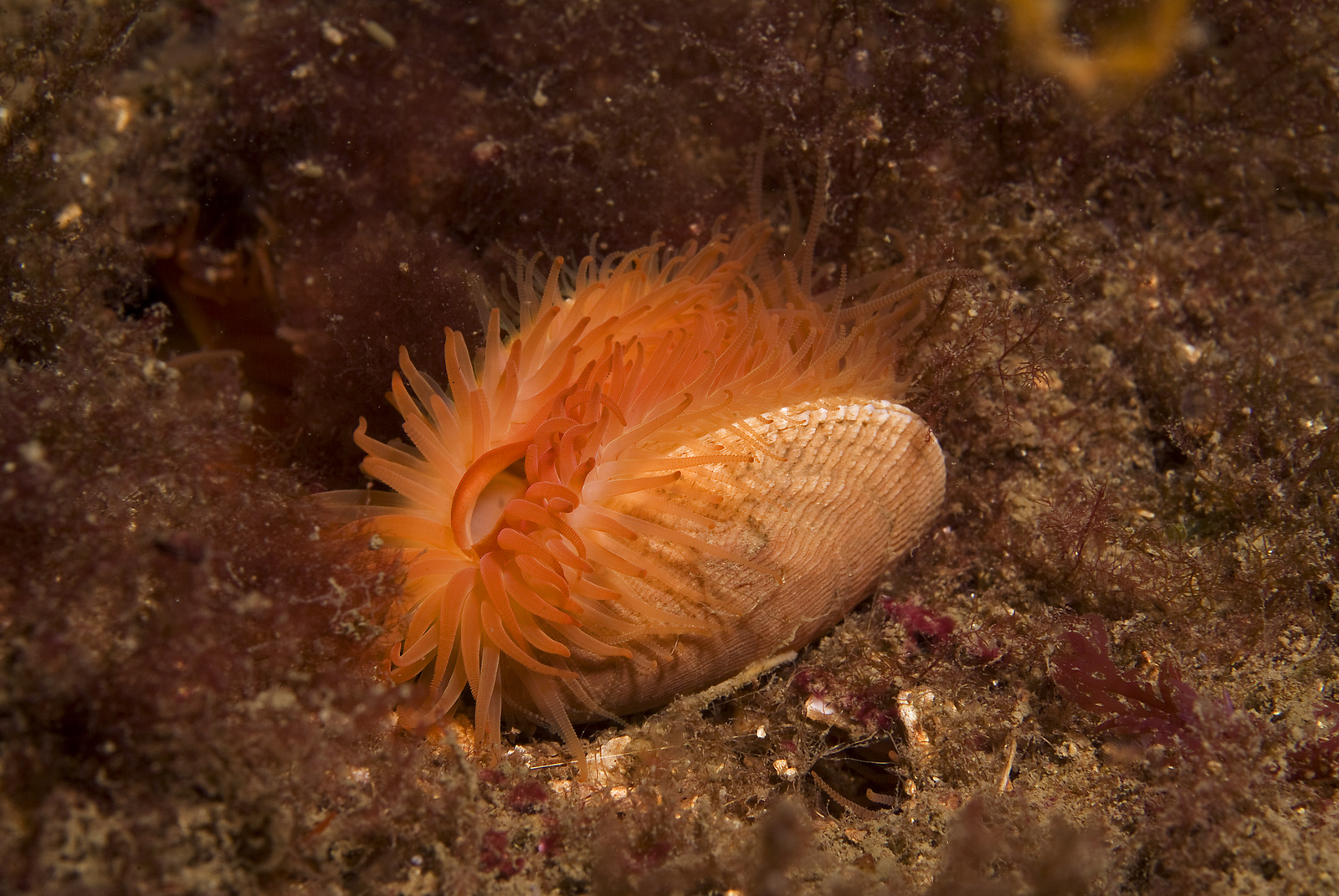 Flame shell found in Scotland