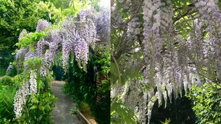 garden arch with blooming wisteria