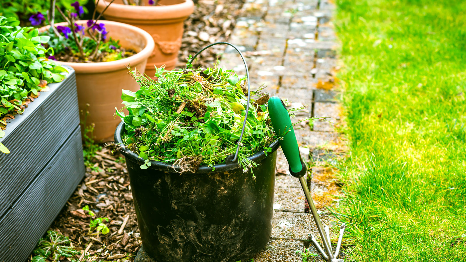 weeds gathered in a garden bucket