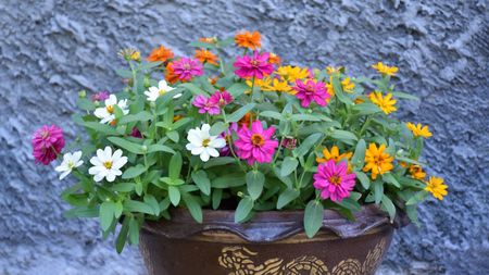 Pink, white, and yellow zinnias growing in a decorative brown ceramic pot against a wall