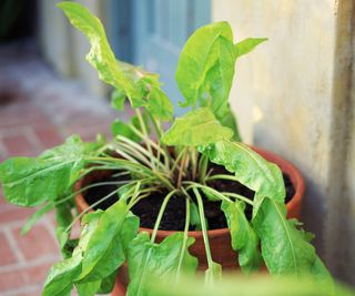 horseradish plant growing in container on patio
