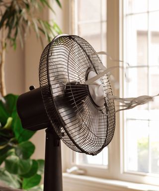 A black standing fan with ribbons blowing out of it, with a green plant to the left and windows to the right of it