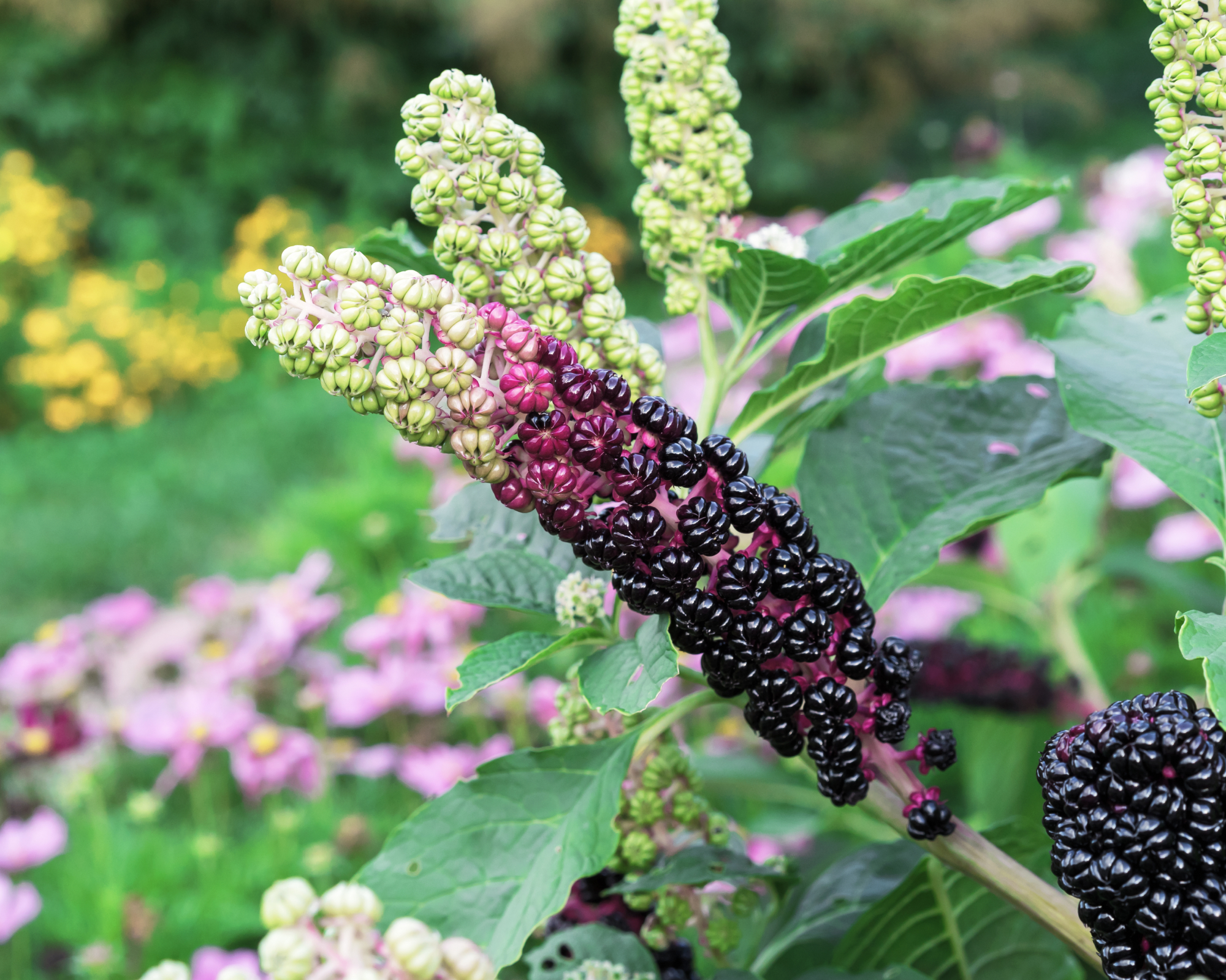 Closeup of pokeweed berries on plant in garden