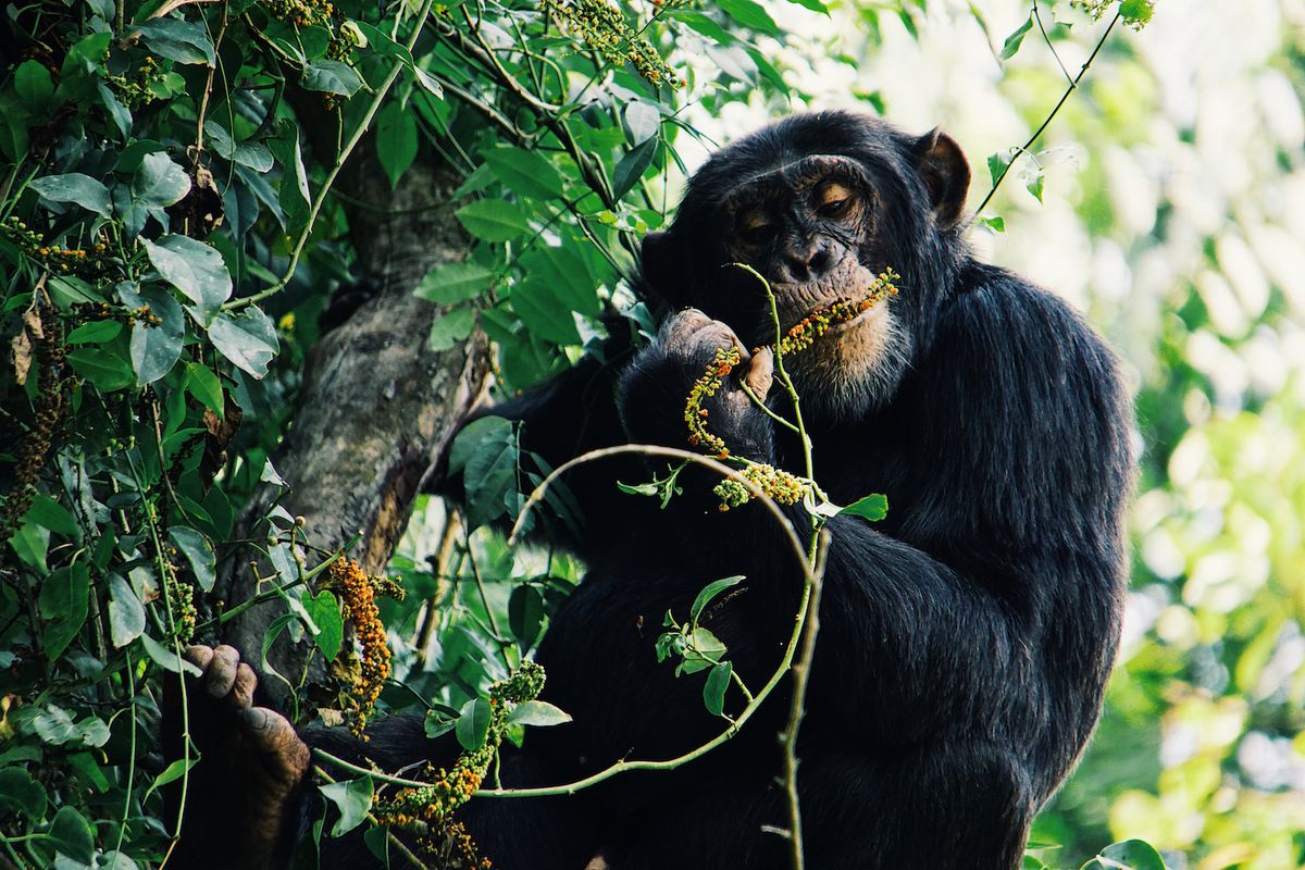 Why Do Chimpanzees Throw Poop? Live Science