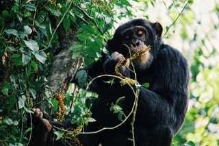 poop chimpanzees steinitz ronnie throwers diners chimps