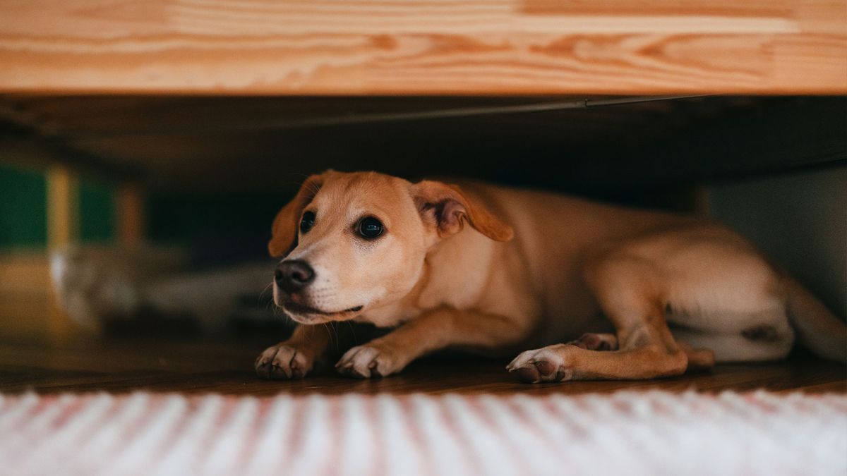 Dog hiding under bed