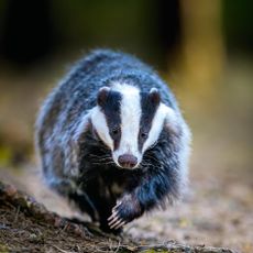 European badger (Meles meles) running in pine forest in spring. ©Nature Picture Library