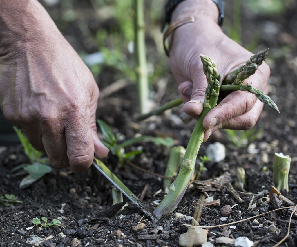 Top tips for when to cut back asparagus for healthy crowns