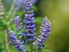 Purple And White Flowered Chaste Tree