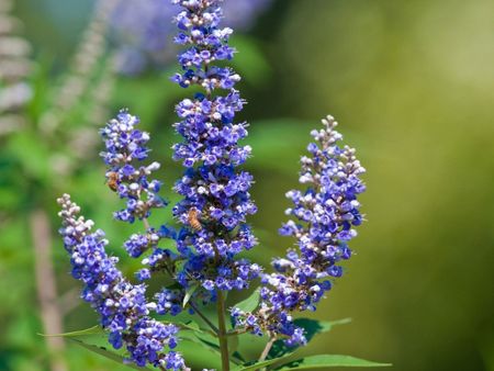 Purple And White Flowered Chaste Tree